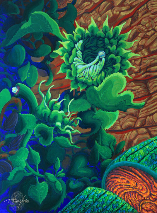 La ascensión de Helianthus Asterales (B)