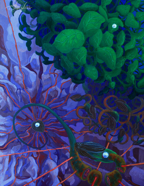 La ascensión de Helianthus Asterales (A)